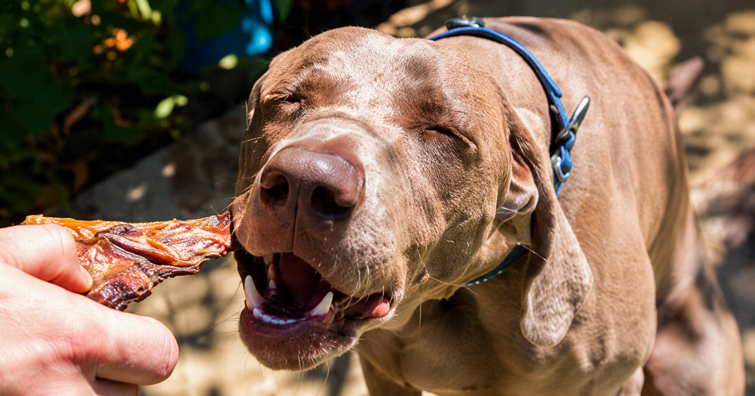 Introducing Our New Natural Meal Topper: The Secret to a Happier, Healthier Dog