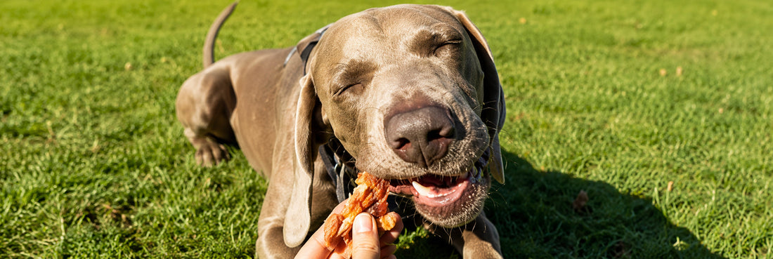 Beyond the Bag: Raising the Bar for Your Pet’s Nutrition