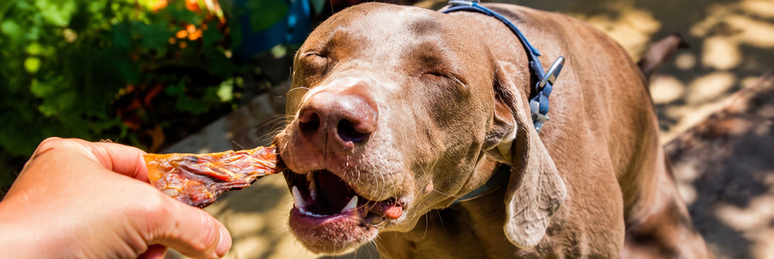 Paws and Reflect: Understanding a Dog’s Life Expectancy and How to Help Them Live Longer