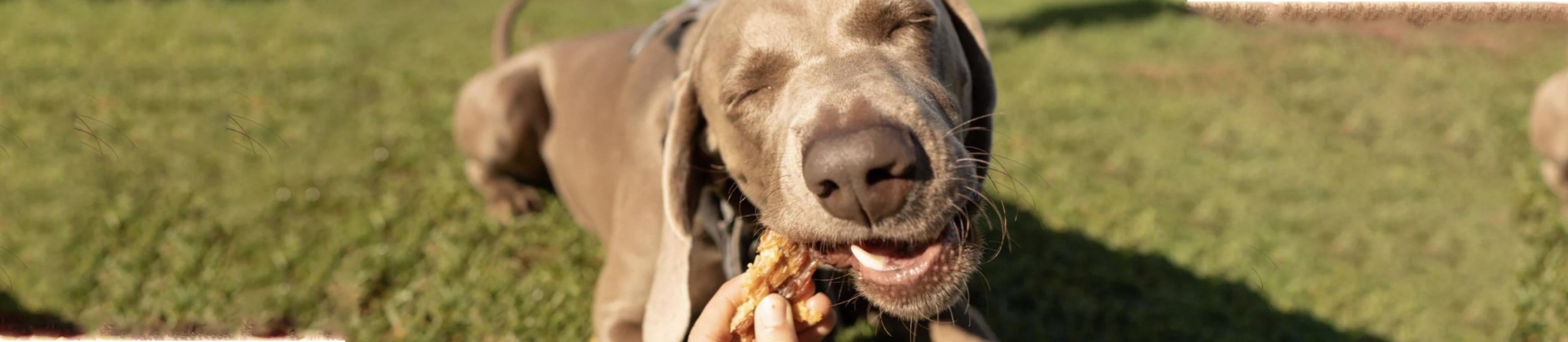 Natural Kangaroo Jerky treats for dogs with sensitive stomachs - Mybuddy SG