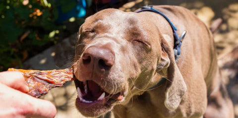 Brown -dog-eating-treats